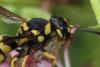 Antepipona sp.